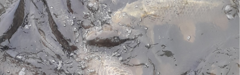 fish-2